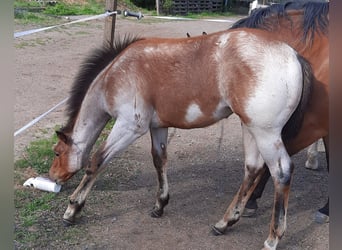 Paint Horse, Yegua, Potro (03/2023), 158 cm, Castaño-ruano