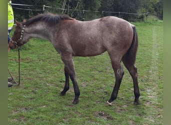 Paint Horse, Yegua, Potro (03/2023), 158 cm, Castaño-ruano