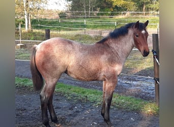 Paint Horse, Yegua, Potro (03/2023), 158 cm, Castaño-ruano