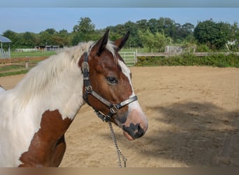 Paint Horse, Yegua, Potro (01/2024), 161 cm, Tobiano-todas las-capas