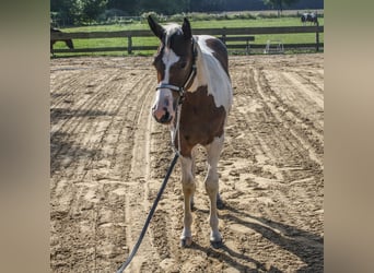 Paint Horse, Yegua, Potro (01/2024), 161 cm, Tobiano-todas las-capas