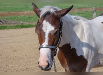 Paint Horse, Yegua, Potro (01/2024), 161 cm, Tobiano-todas las-capas