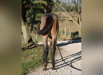 Paint Horse, Yegua, Potro (03/2023), Castaño-ruano