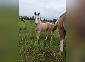 Paint Horse, Yegua, Potro (05/2024), Palomino