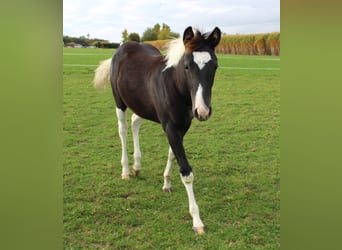 Paint Horse, Yegua, Potro (04/2025), Pío