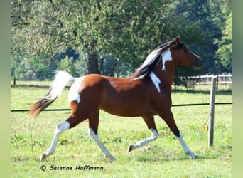 Arabian Partbred, Stallion, 16 years, 15 hh, Pinto