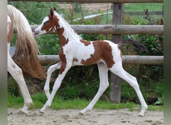 Arabisch Partbred, Hengst, 16 Jaar, 154 cm, Gevlekt-paard