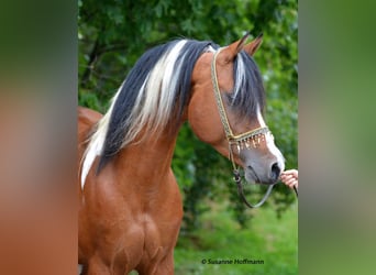 Mezzosangue Arabo, Stallone, 18 Anni, 154 cm, Pezzato
