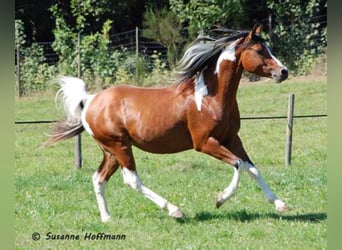 Mezzosangue Arabo, Stallone, 18 Anni, 154 cm, Pezzato