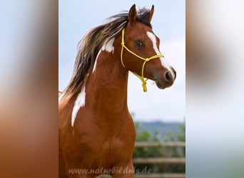 Mezzosangue Arabo, Stallone, 18 Anni, 154 cm, Pezzato