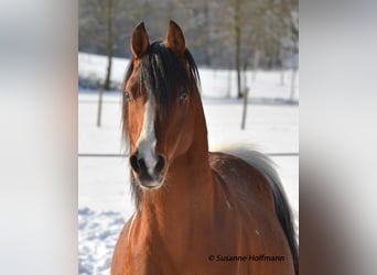 Mezzosangue Arabo, Stallone, 18 Anni, 154 cm, Pezzato