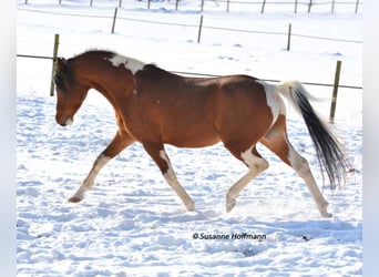 Mezzosangue Arabo, Stallone, 18 Anni, 154 cm, Pezzato