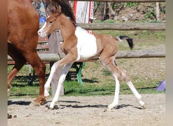Mezzosangue Arabo, Stallone, 18 Anni, 154 cm, Pezzato