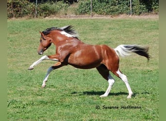 Mezzosangue Arabo, Stallone, 18 Anni, 154 cm, Pezzato