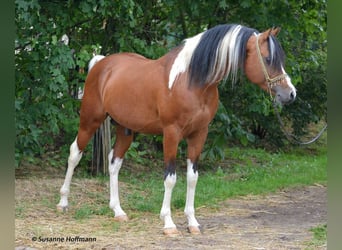 Mezzosangue Arabo, Stallone, 18 Anni, 154 cm, Pezzato