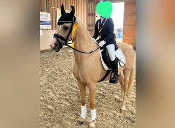 Palomino, Caballo castrado, 10 años, 137 cm, Palomino