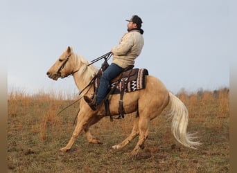 Palomino, Caballo castrado, 10 años, 152 cm, Palomino