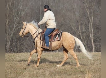 Palomino, Caballo castrado, 10 años, 152 cm, Palomino