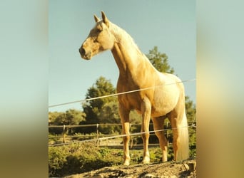 Palomino, Caballo castrado, 11 años, 155 cm, Palomino