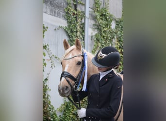 Palomino, Caballo castrado, 13 años, 140 cm, Palomino