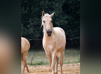 Palomino Mestizo, Caballo castrado, 2 años, 163 cm, Red Dun/Cervuno
