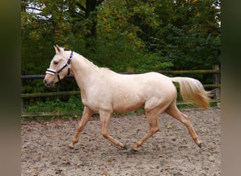 Palomino, Caballo castrado, 3 años, 145 cm