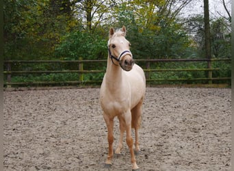 Palomino, Caballo castrado, 3 años, 145 cm