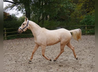 Palomino, Caballo castrado, 3 años, 145 cm