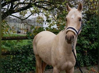 Palomino, Caballo castrado, 3 años, 145 cm