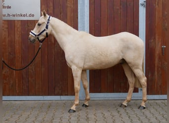 Palomino, Caballo castrado, 3 años, 145 cm