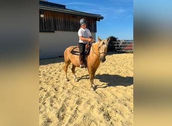 Palomino, Caballo castrado, 3 años, 150 cm