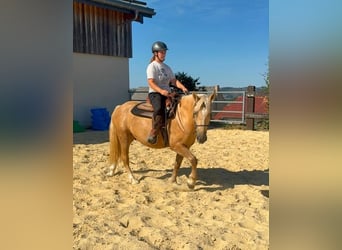 Palomino, Caballo castrado, 3 años, 150 cm