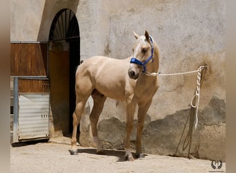 Palomino, Caballo castrado, 3 años, 168 cm, Palomino
