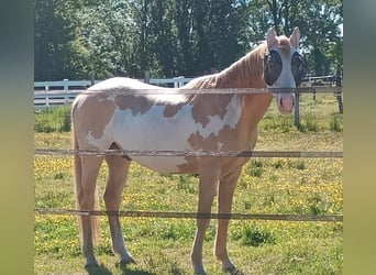 Palomino, Caballo castrado, 4 años, 157 cm, Palomino