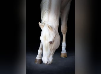 Palomino, Caballo castrado, 4 años, Perla