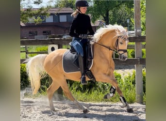 Palomino, Caballo castrado, 5 años, 141 cm, Palomino