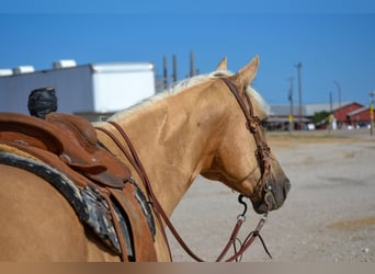 Palomino, Caballo castrado, 5 años, 165 cm, Palomino