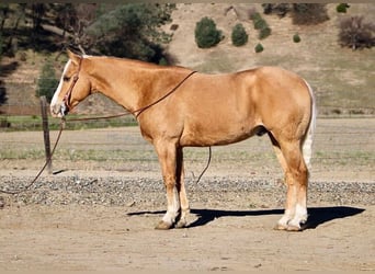 Palomino Mestizo, Caballo castrado, 7 años, 152 cm, Palomino