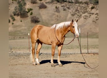 Palomino Mestizo, Caballo castrado, 7 años, 152 cm, Palomino