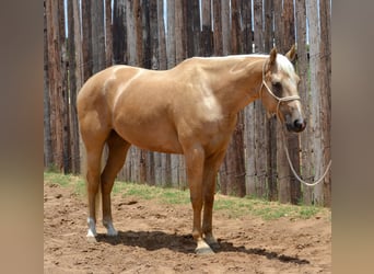 Palomino, Caballo castrado, 7 años, 165 cm, Palomino