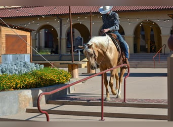 Palomino, Caballo castrado, 7 años, 165 cm, Palomino