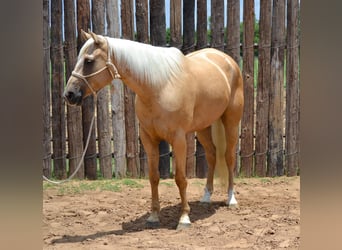 Palomino, Caballo castrado, 7 años, 165 cm, Palomino