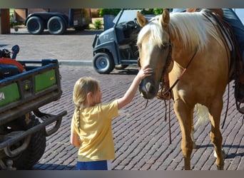 Palomino, Caballo castrado, 7 años, 165 cm, Palomino