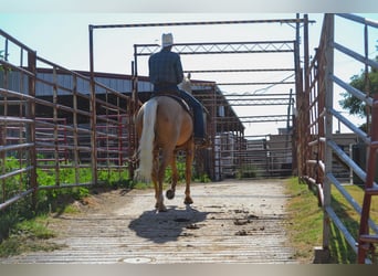 Palomino, Caballo castrado, 7 años, 165 cm, Palomino