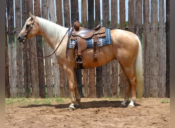 Palomino, Caballo castrado, 7 años, 165 cm, Palomino