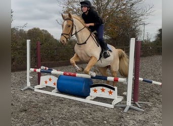 Palomino, Caballo castrado, 8 años, 152 cm, Palomino