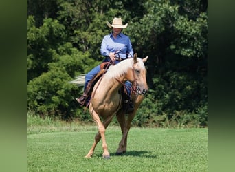 Palomino, Caballo castrado, 9 años, 155 cm, Palomino