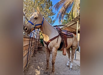Palomino, Castrone, 10 Anni, 152 cm, Palomino