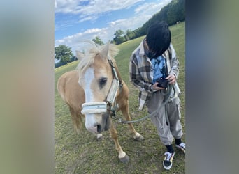 Palomino, Castrone, 11 Anni, 140 cm, Palomino