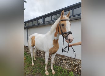 Palomino, Castrone, 11 Anni, 156 cm, Pezzato